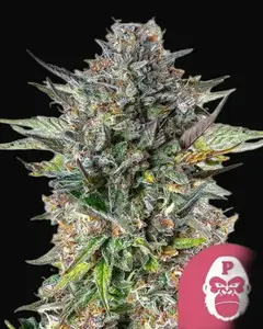 Pink Gorilla