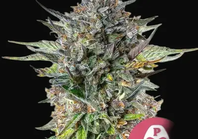 Pink Gorilla