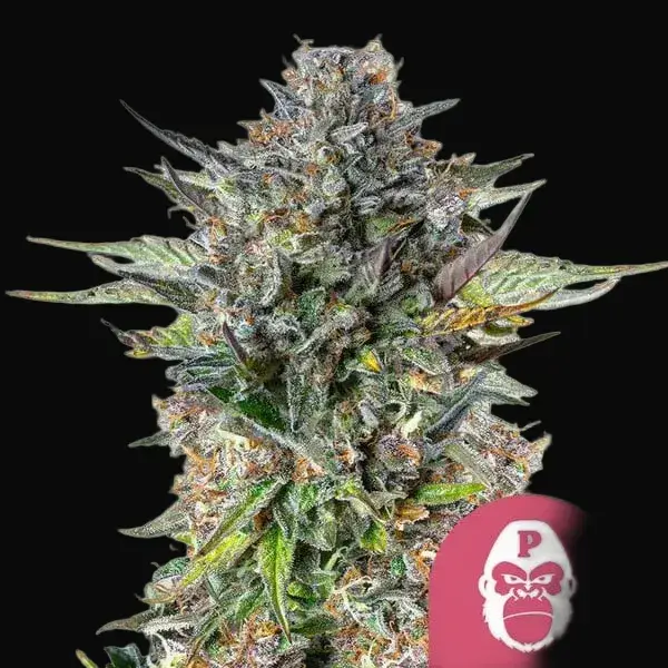 Pink Gorilla