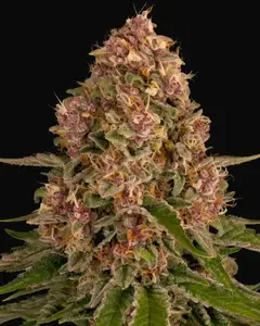 Pink Kush