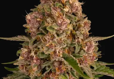 Pink Kush