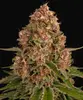 Pink Kush