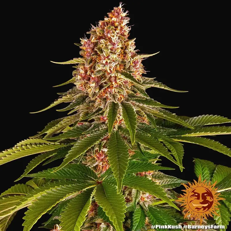 Pink Kush — zdjęcie 2