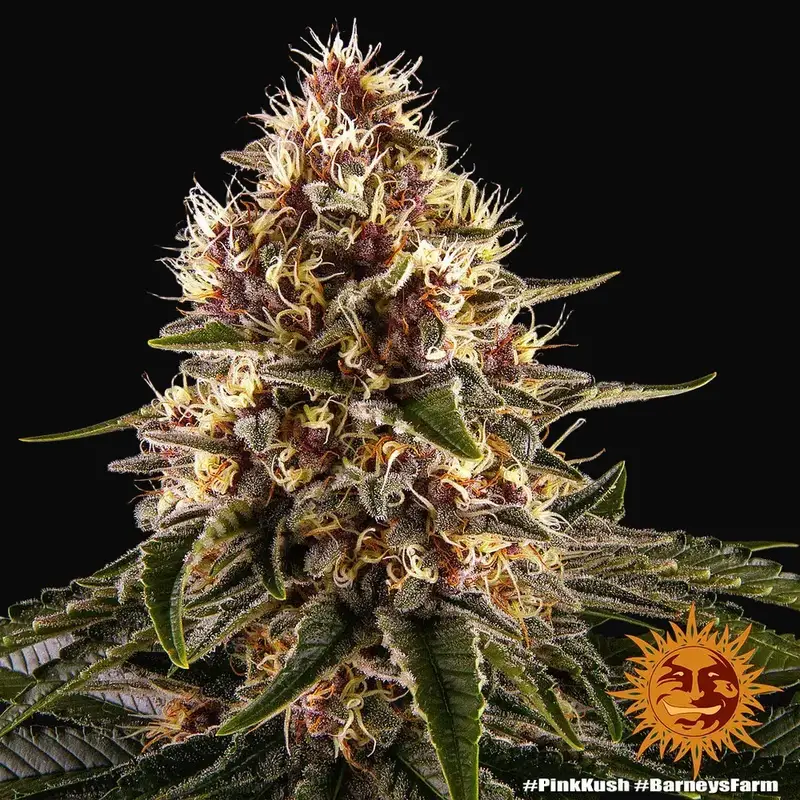 Pink Kush — zdjęcie 4