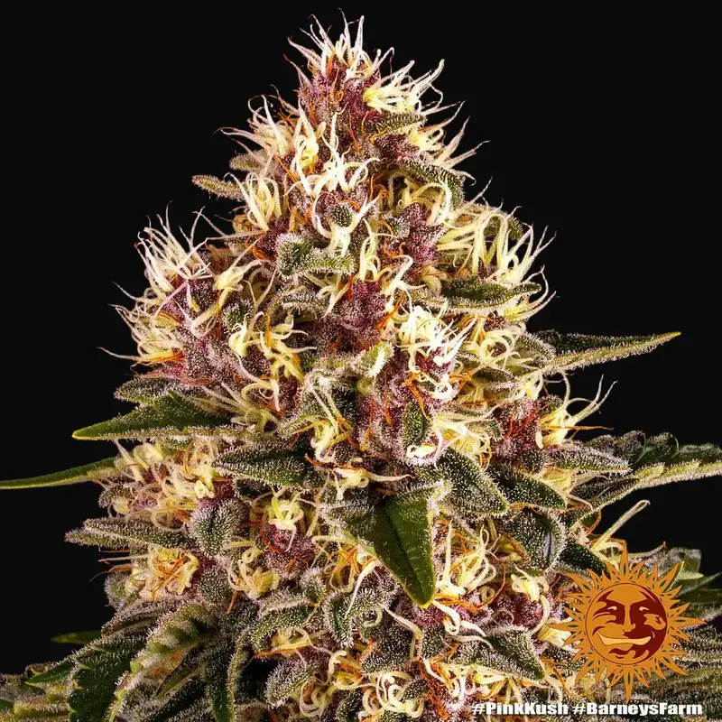 Pink Kush — zdjęcie 5