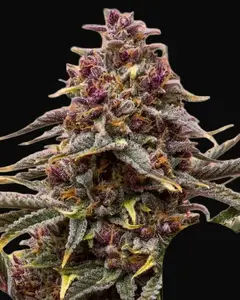 Pink Mist Auto