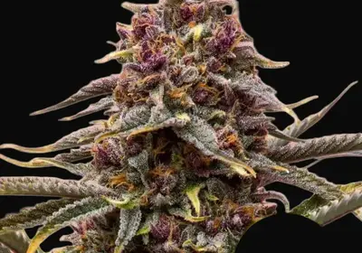 Pink Mist Auto