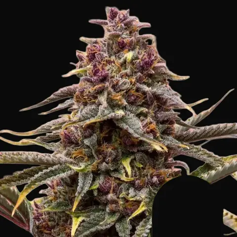 Pink Mist Auto