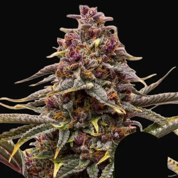 Pink Mist Auto