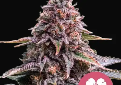 Pink Mist