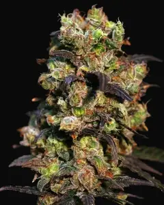 Pink Plant