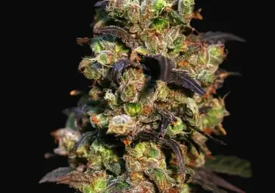 Pink Plant