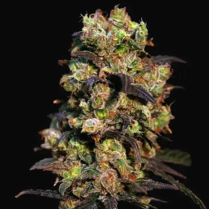 Pink Plant