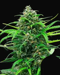 Pink Runtz Auto
