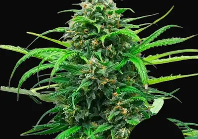 Pink Runtz Auto
