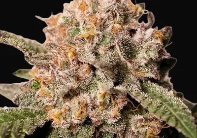Pink Runtz Cake