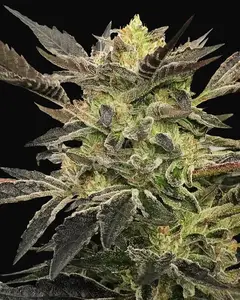Pink Sunset Auto