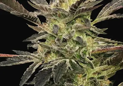 Pink Sunset Auto