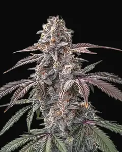 Pinkman Goo