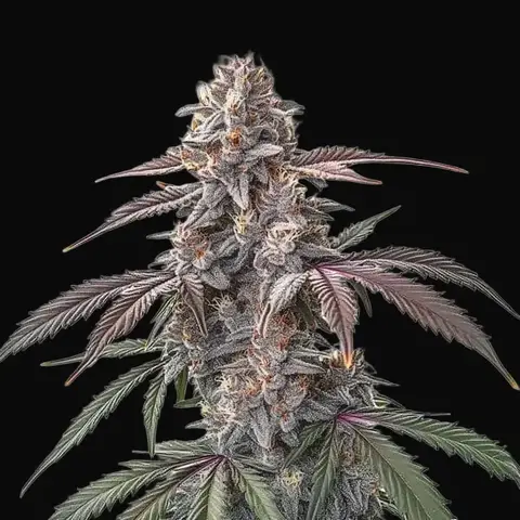 Pinkman Goo