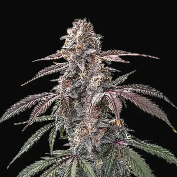 Pinkman Goo