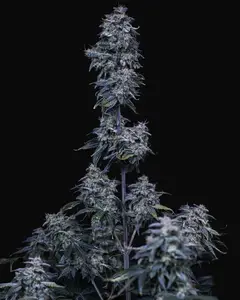 Pinot Noir Auto