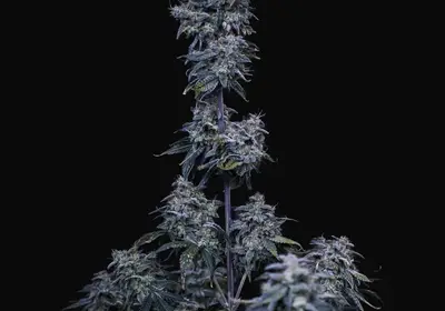 Pinot Noir Auto