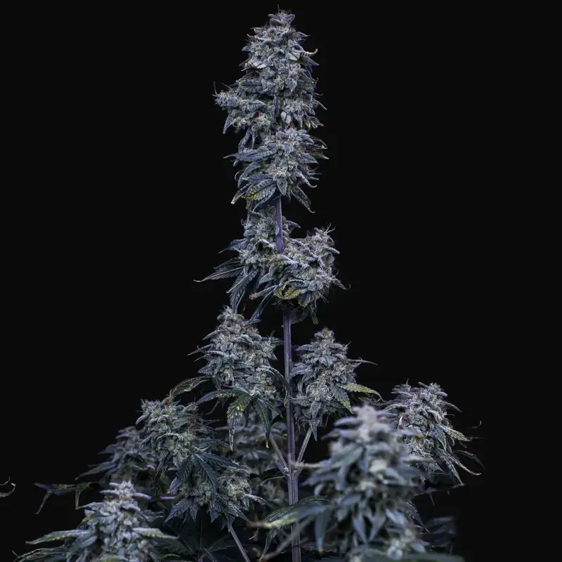 Pinot Noir Auto