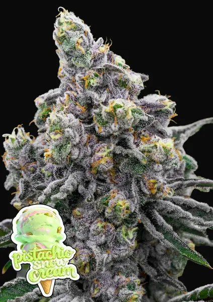 Pistachio Snow Cream