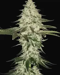 Planet of the Grapes Auto