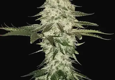 Planet of the Grapes Auto