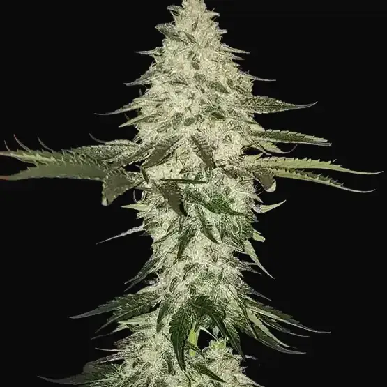 Planet of the Grapes Auto