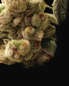 Pluto Cookies IBL Auto