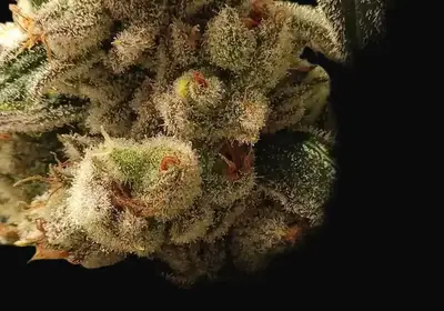 Pluto Cookies IBL Auto