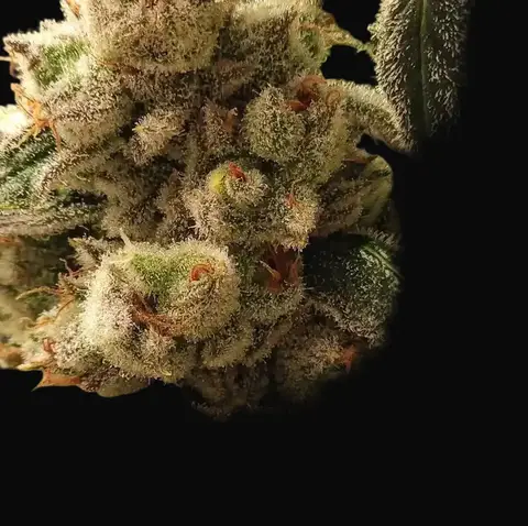 Pluto Cookies IBL Auto