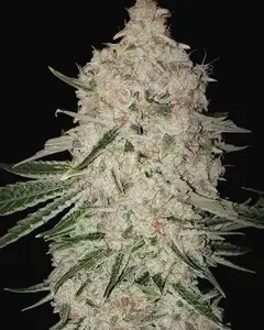 Pluto Cut RF3 Auto