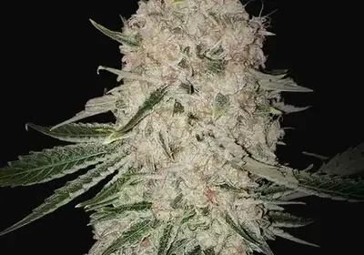 Pluto Cut RF3 Auto