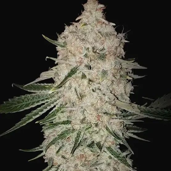 Pluto Cut RF3 Auto