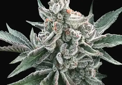 Polar Gelato Auto
