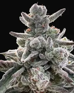 Polar Gelato