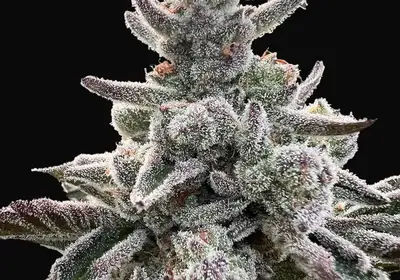 Polar Gelato
