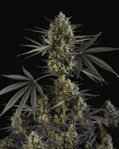 Pound Cake Auto