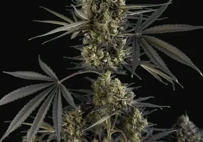 Pound Cake Auto