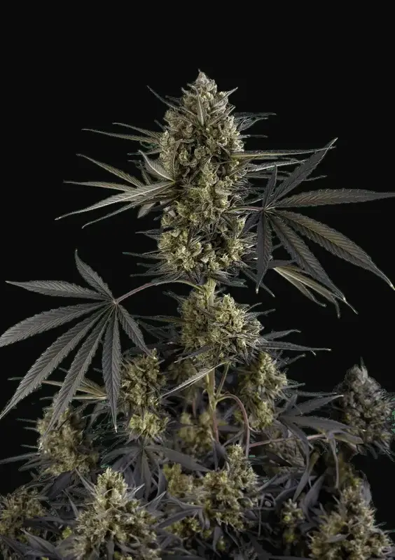 Pound Cake Auto