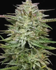 Pound Town Auto