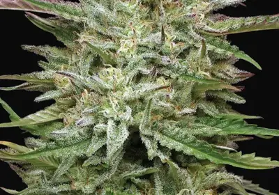Pound Town Auto