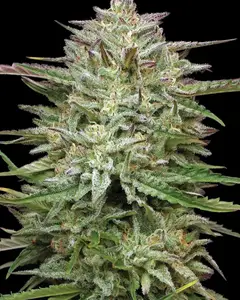 Pound Town Auto