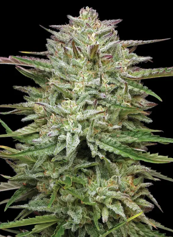 Pound Town Auto