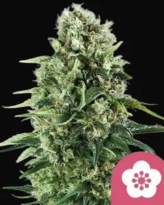 Power Flower