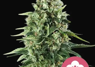 Power Flower